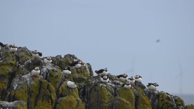 group of atlantic puffins sea bird sitting clumsy landing funny take off on a rocky cliff of isle of may a scottish island nature reserve