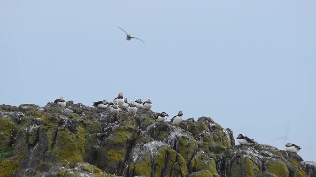group of atlantic puffins sea bird sitting clumsy landing funny take off on a rocky cliff of isle of may a scottish island nature reserve