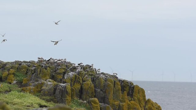 group of atlantic puffins sea bird sitting clumsy landing funny take off on a rocky cliff of isle of may a scottish island nature reserve
