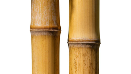 Two golden bamboo stalks with nodes, isolated on transparent background © Iura