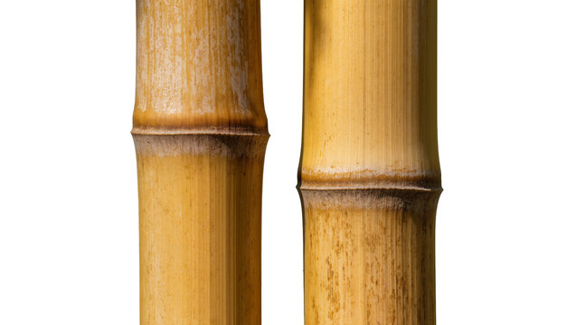 Two golden bamboo stalks with nodes, isolated on transparent background