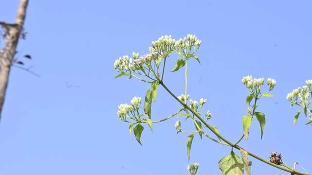 Chromolaena odorata flowers. It&nbsp;is also known as&nbsp;jack in the bush. It is a tropical and subtropical species of&nbsp;flowering&nbsp;shrub&nbsp;in the family&nbsp;Asteraceae.
Siam weed white flowers.