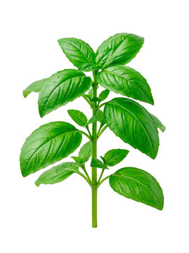 A small bunch of fresh bright green basil leaves with tender stems, some leaves slightly overlapping, vibrant and aromatic. Isolated on pure white seamless background, hyperrealistic studio lighting. 