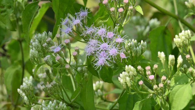 Chromolaena odorata flowers. It&nbsp;is also known as&nbsp;jack in the bush. It is a tropical and subtropical species of&nbsp;flowering&nbsp;shrub&nbsp;in the family&nbsp;Asteraceae.
Siam weed white flowers.