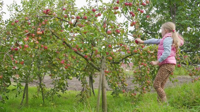 Child harvests apples in an orchard in autumn, Cute Blonde Girl Reaching for Ripe Apple on a Branch