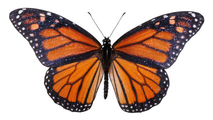 Monarch butterfly with orange black and white wings, isolated on transparent background © Maria