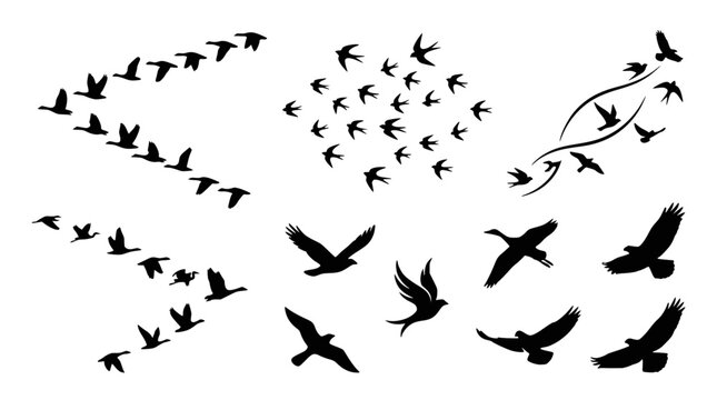 Flying Birds Silhouette Set with Flock Formations, Geese, Swallows and Wings Spread in Various Flight Poses