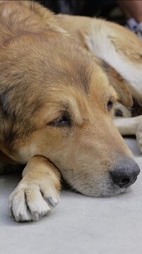 Sad stray dog lying on the ground