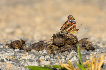 Butterfly on the feces of maned wolf © Leandro