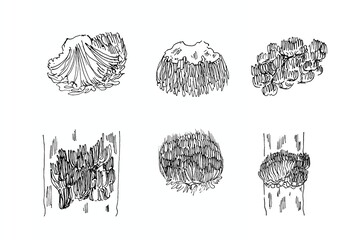 Lion's mane mushroom vector set with detailed spines, hericium erinaceus in black and white line art © Pattaya