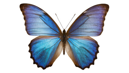 Iridescent blue morpho butterfly with brown edges, isolated on transparent background © Maria