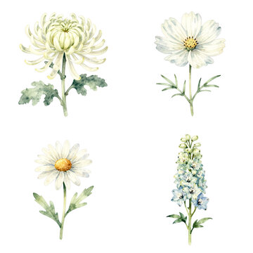 Set of four beautiful white watercolor flowers isolated on transparent background, illustration
