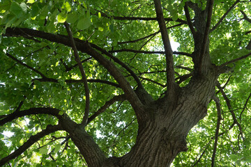 Fototapeta premium Lush green canopy of a mature deciduous tree grows under bright summer sunlight. Thick bark tree trunk splits into multiple branches with dense foliage. Natural ecology environment backdrop.