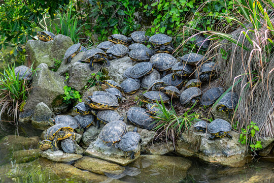 Group of red-eared slider turtles sunbathing on rocks by a pond