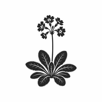 Black and white illustration of a blooming primrose flower with detailed leaves on a white background.