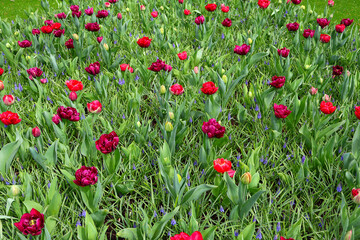 Naklejka premium Wiese voller blühender roter Tulpen in Nahaufnahme unter hellem Tageslicht für Gartenbau-Konzept field of red tulips