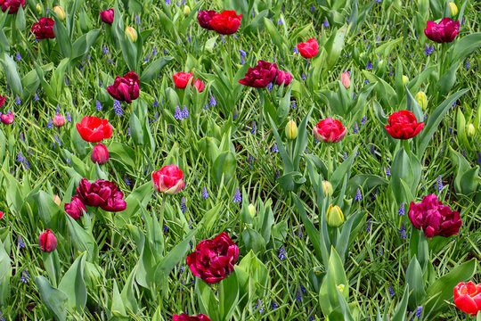 Frische rote Tulpen auf einer gr&uuml;nen Sommerwiese als lebendiger nat&uuml;rlicher Hintergrund f&uuml;r florale Designs.