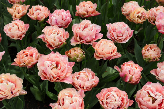 Frische pfingstrosen&auml;hnliche Tulpen in Apricot, Rosa und Orange, Hintergrund aus floralem Teppich, Fr&uuml;hlingsblumen Draufsicht.   red and yellow tulips