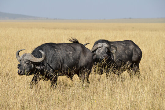 Buffle d'Afrique,