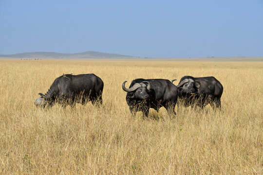 Buffle d'Afrique,