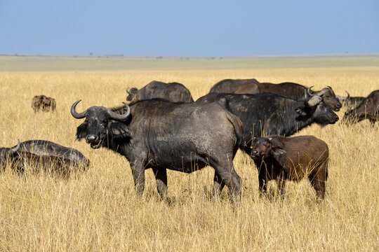 Buffle d'Afrique,