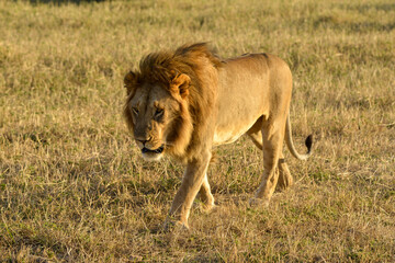 Fototapeta premium Lion