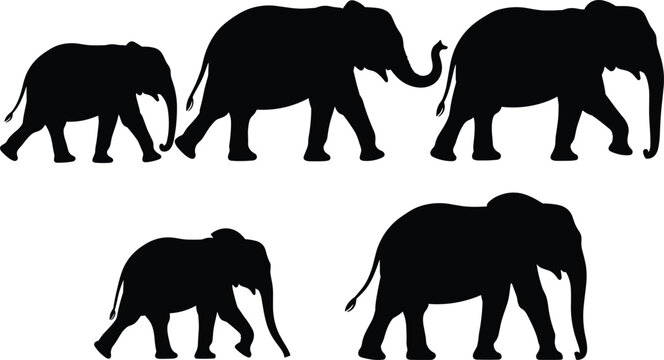 Silhouettes of five elephants of varying sizes walking on a white background Keywords: elephants, herd, family, baby, adult, calf, walking, silhouette, black and white