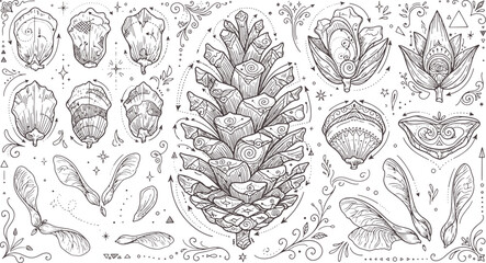 Botanical pinecone and seeds detailed illustration with pinecone botanical coniferous illustration intricate monochrome vegetation evergreen woodland scientific wildlife isolated © Kanon Islam