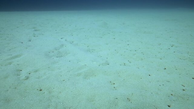 Angel Shark Swimming Above Sand Canary Islands Scuba Diving Atlantic Abyss