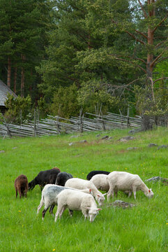 Flock of sheep grazing in a green pasture by a traditional wooden fence