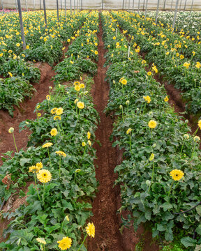 Yellow gerbera flowers plantation
