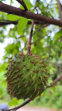 Red ants crawling across immature Annona muricata soursop fruit hanging naturally beneath lush tropical tree branches.