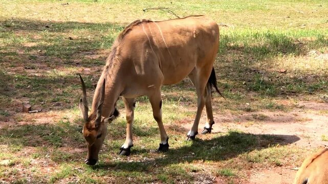 An Eastern Bongo (Antelope with stripes) grazing on a plain land
