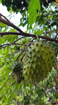 Fresh soursop (Annona muricata) fruit hanging naturally on leafy tropical tree, showcasing healthy growth and ripening.