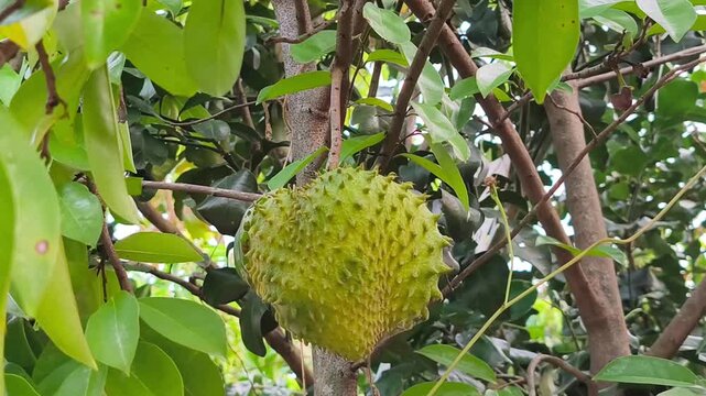 Fresh soursop (Annona muricata) fruit hanging naturally on leafy tropical tree, showcasing healthy growth and ripening.