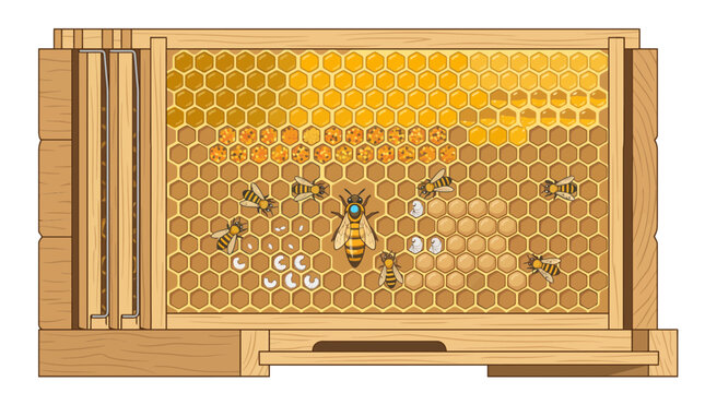 Cross Section Illustration of a Wooden Beehive Frame Showing the Queen Bee and Developing Larvae within Honeycomb Cells