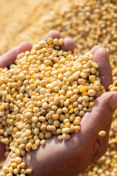 Human hands holding soy beans after harvest