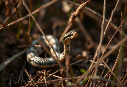 Calm whip snake slithering in dry grass