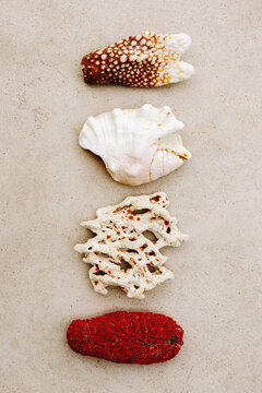 Natural corals, seashells above view on beige stone background, ocean nature still life, different organic forms and textures. Minimal creative flat lay pattern, summer vacation concept, beach mood.