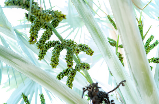 Bismarckia nobilis in the garden. Closeup round green raw fruit of Bismarck palm. Evergreen palm. Palm tree for decorate hotel or resort garden. Ornamental plant. Palm plantation and agriculture.