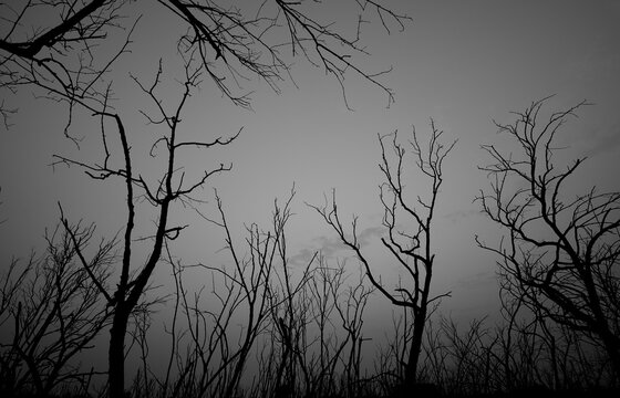 Dead forest against evening sky. Climate change, deforestation, biodiversity loss, environmental degradation. Drought, forest destruction, climate crisis, ecological collapse, habitat loss.