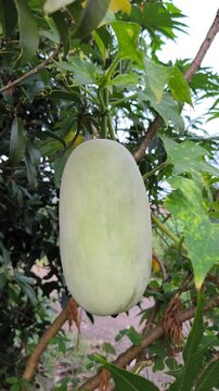 Fresh winter melon (Benincasa hispida) hanging naturally on vine, showcasing healthy growth within lush tropical garden surroundings.