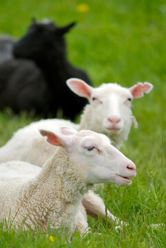Sheep grazing closely on a lush green pasture in summer countryside
