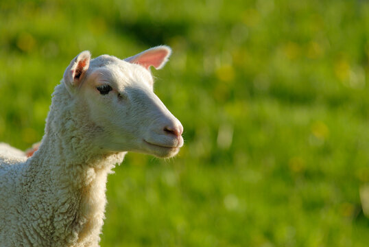 Close-up portrait of a white sheep on a blurry green background