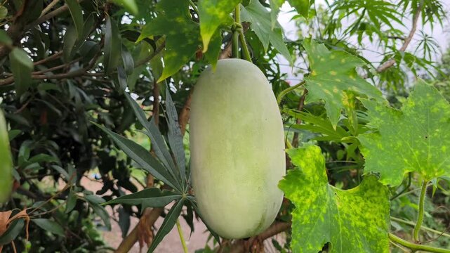 Fresh winter melon (Benincasa hispida) hanging naturally on vine, showcasing healthy growth within lush tropical garden surroundings.