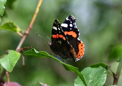 Schmetterling Admiral im Garten
