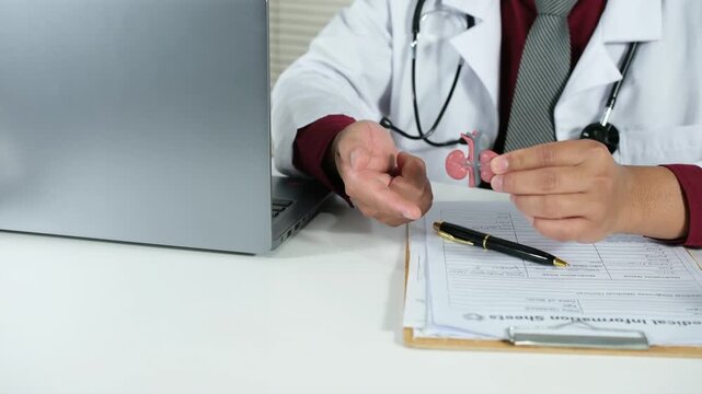 A doctor holds a kidney model to explain human anatomy to a patient. Kidney disease, chronic kidney disease (CKD), a doctor holds a model for study and treatment in a hospital.
