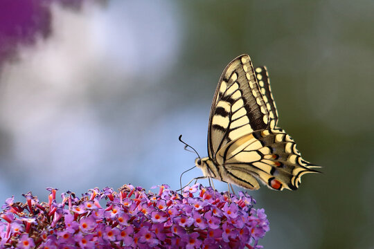 Schwalbenschwanz / Old world swallowtail / Papilio mchaon