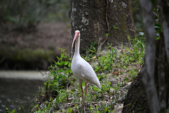 An American White Ibis (Eudocimus albus) standing beside a wooded pond in the Charleston area of South Carolina. This elegant wading bird is commonly found in wetlands, marshes, and coastal habitats.
