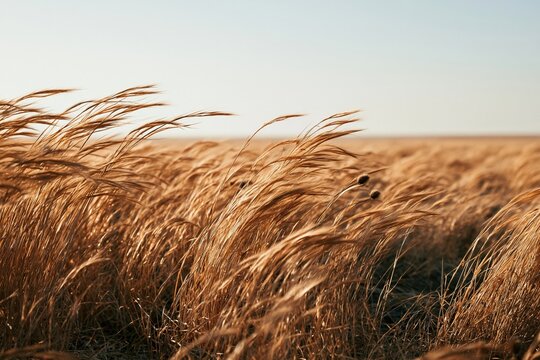 Golden grasses sway in the wind under a clear sky during the late afternoon light